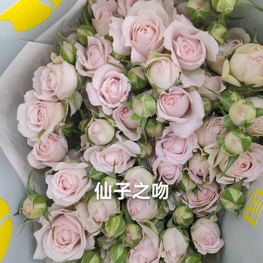 多头玫瑰.仙子之吻 商品图0