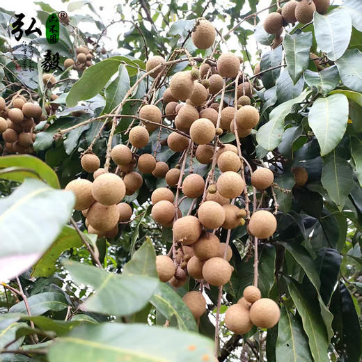 【弘毅六不用生态农场】六不用 龙眼 （干） 商品图2