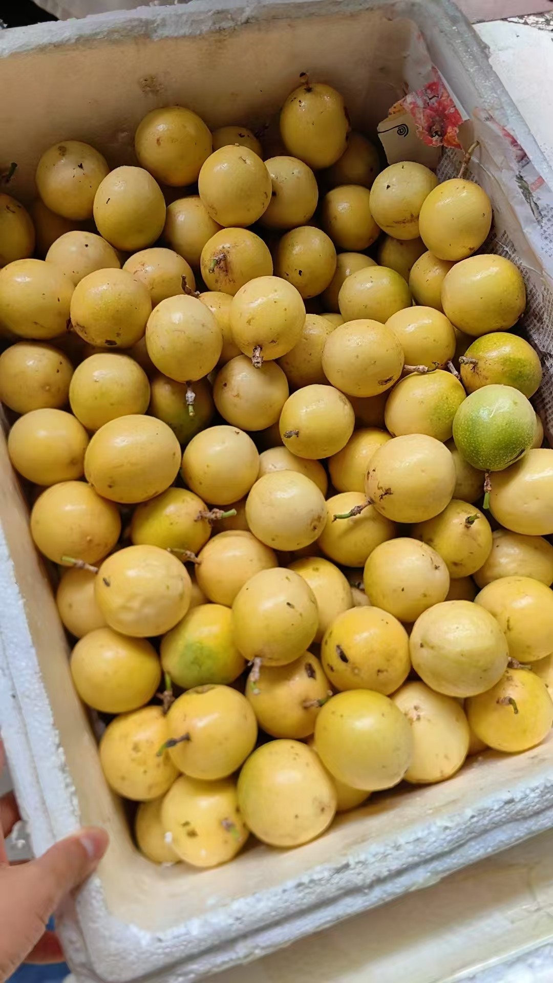 黄金百香果3.5元1斤，   明天到