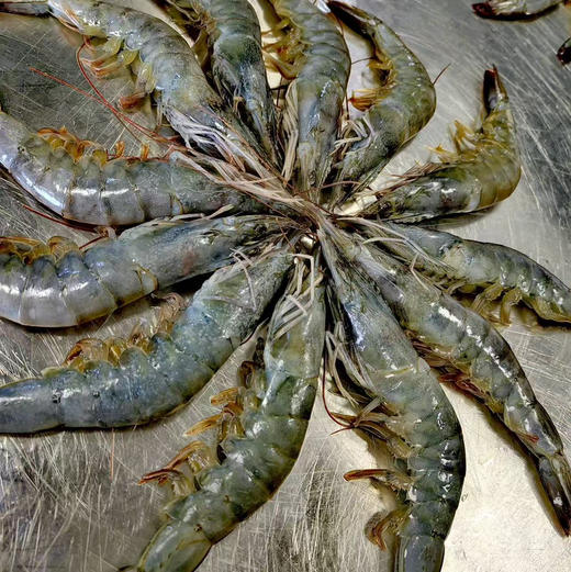 【下单后48小时发货】印尼生态白对虾 盐冻虾1.65kg/盒 商品图6