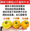 [最农公社]顺丰主推|全网爆款正宗内蒙古五原黄柿子3斤5斤新鲜采摘黄色西红柿番茄 商品缩略图1