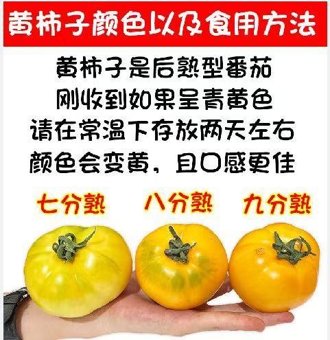 [最农公社]顺丰主推|全网爆款正宗内蒙古五原黄柿子3斤5斤新鲜采摘黄色西红柿番茄 商品图1