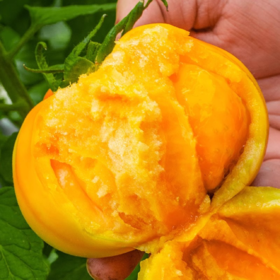 【顺丰包邮】全网爆款 新鲜采摘 | 正宗内蒙古五原黄色西红柿番茄 黄柿子果蔬 3斤5斤 [注：七八分熟发货，到货检查，常温放置两天，口感更佳]