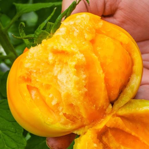 [最农公社]顺丰主推|全网爆款正宗内蒙古五原黄柿子3斤5斤新鲜采摘黄色西红柿番茄 商品图2