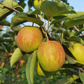 有机伏梨4.5斤礼盒装