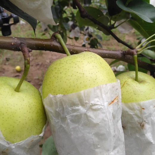 【48小时内发货】基地直发 | 皇冠梨 | 河北石家庄 商品图3