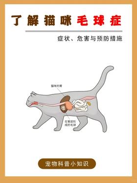 🐱猫咪毛球症全攻略🐱