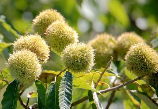 【2H公益时长】栗栗皆欢喜，昌平湖门村秋收志愿者招募！村游+采集体栗+特饮＋吃炒油栗，赚3小时志愿时长，69.9元助力乡村振兴！ 商品图1