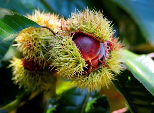 【2H公益时长】栗栗皆欢喜，昌平湖门村秋收志愿者招募！村游+采集体栗+特饮＋吃炒油栗，赚3小时志愿时长，69.9元助力乡村振兴！ 商品图3