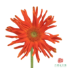 外购非洲菊-梵蒂冈 商品缩略图0