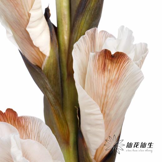 染色剑兰 | 摩卡棕(上色不一,介意慎拍) 商品图2