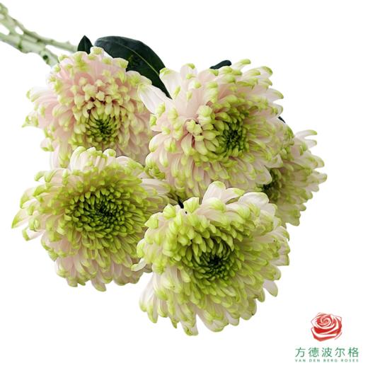 VDB单头小菊-罗斯安娜粉绿 商品图1