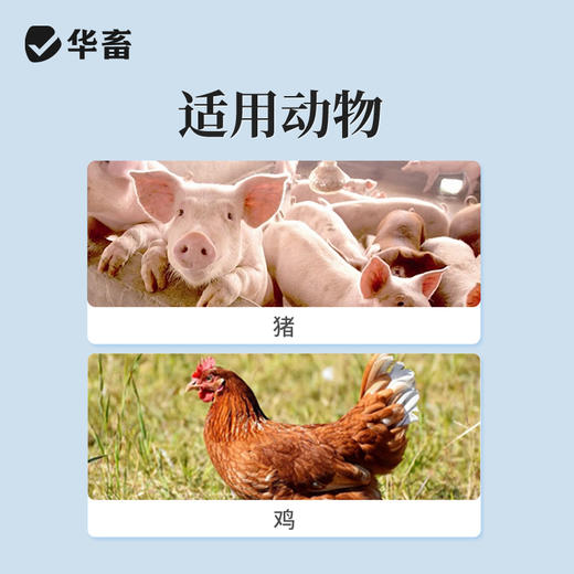 【社群专享】华畜兽药 20％酒石酸泰万菌素预混剂 蓝耳病 回肠炎 兽用支原体感染 鼻炎呼吸道 商品图2