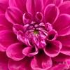 配花 | 大丽花瓦特利安王子变异紫 商品缩略图1