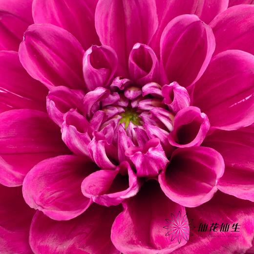 配花 | 大丽花瓦特利安王子变异紫 商品图1