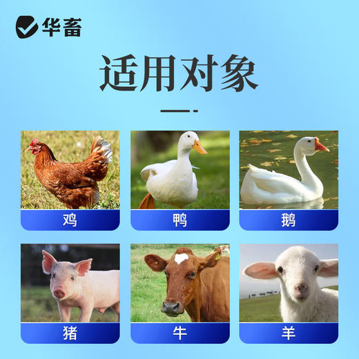 【社群专享】华畜真脱净600g 脱霉净复合酶降解多种毒素不破坏饲料营养 孕畜可用可兑水 商品图5