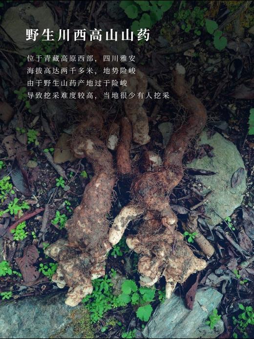 金标：野生山药片 商品图2