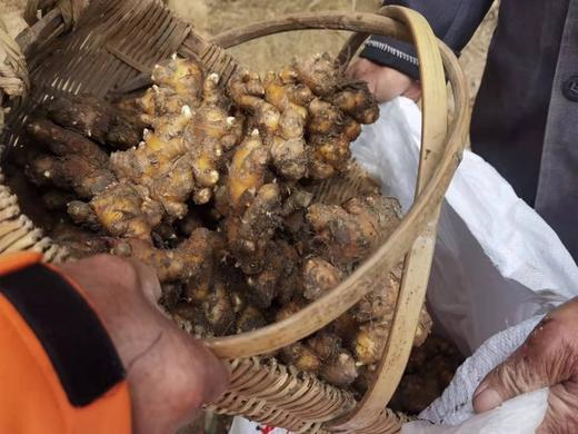 金标：九蒸九晒老姜片 商品图6