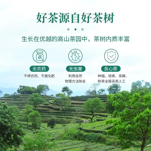 象窝甘醇云腴罐 |舌藏岭南春，种植过程不使用化学农药，农药残留不得检出【清明期间正常发货】 商品图1