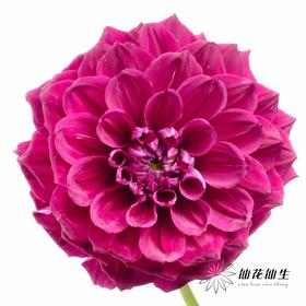 配花 | 大丽花瓦特利安王子变异紫