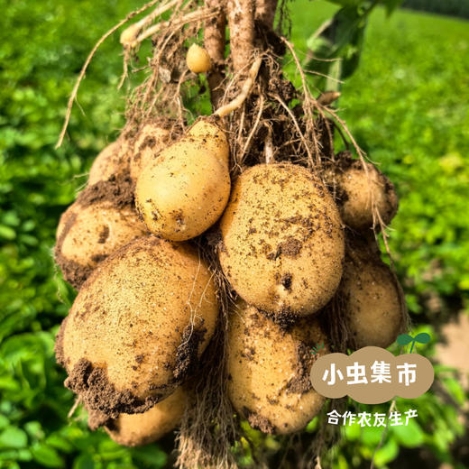 有机黄心羊粪土豆 5斤 | 合作农友生产，来自河北张家口，生产者：野菜夫人 *【公平贸易农人定价】 商品图7