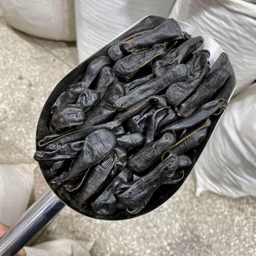 水蛭 吊干水蛭  金边水蛭 商品图4