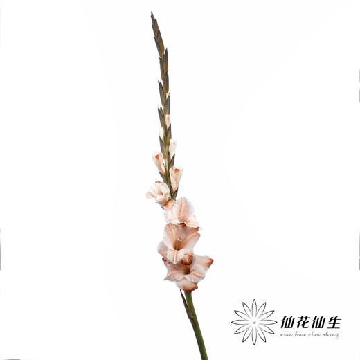 染色剑兰 | 摩卡棕(上色不一,介意慎拍) 商品图4