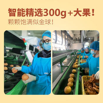 京鲜生 长城羊脂秋月梨 4.5斤装 大果5-7粒 单果300g+ 生鲜水果 商品图2