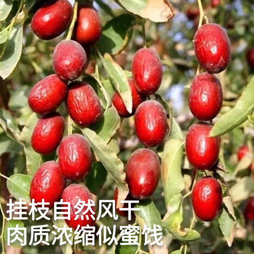 和田灰枣 500g*2 商品图2