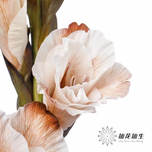 染色剑兰 | 摩卡棕(上色不一,介意慎拍) 商品图5