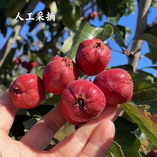 谦益香畴 本味山楂棒100g 生态山楂 鲜果打浆 酸甜软糯 饭后解腻 茶点甜点 便携即食 健康零食 商品图4