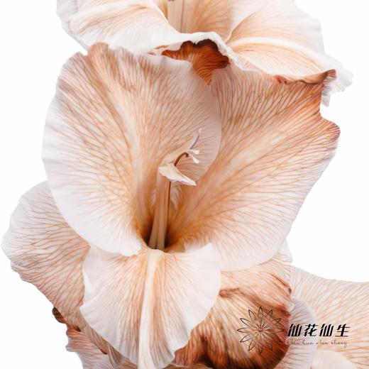 染色剑兰 | 摩卡棕(上色不一,介意慎拍) 商品图3