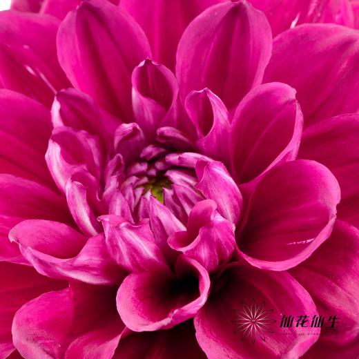 配花 | 大丽花瓦特利安王子变异紫 商品图3