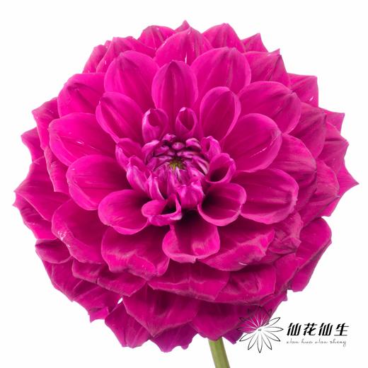 配花 | 大丽花瓦特利安王子变异紫 商品图2