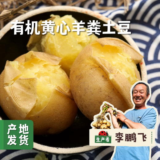 有机黄心羊粪土豆 5斤 | 合作农友生产，来自河北张家口，生产者：野菜夫人 *【公平贸易农人定价】 商品图0