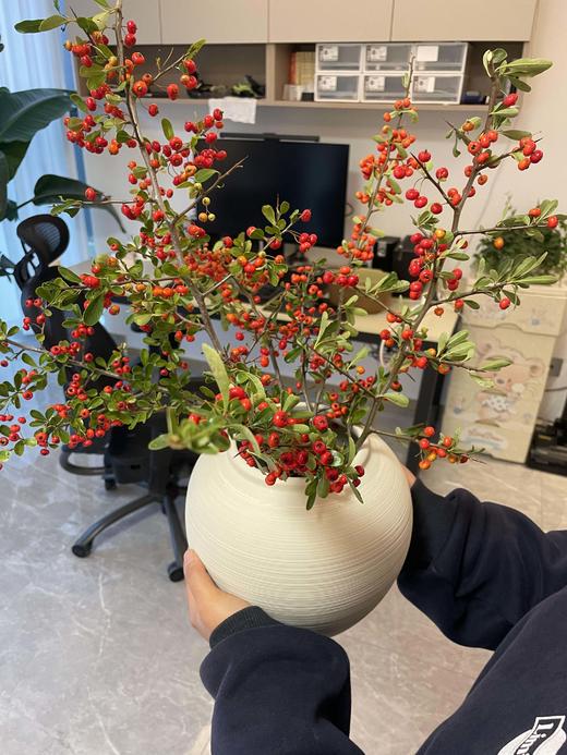 【AB级火把果】一扎约2-3支/份 长约60-65cm（颜色自选） 商品图8