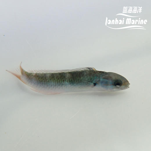 彩虹龙 商品图3