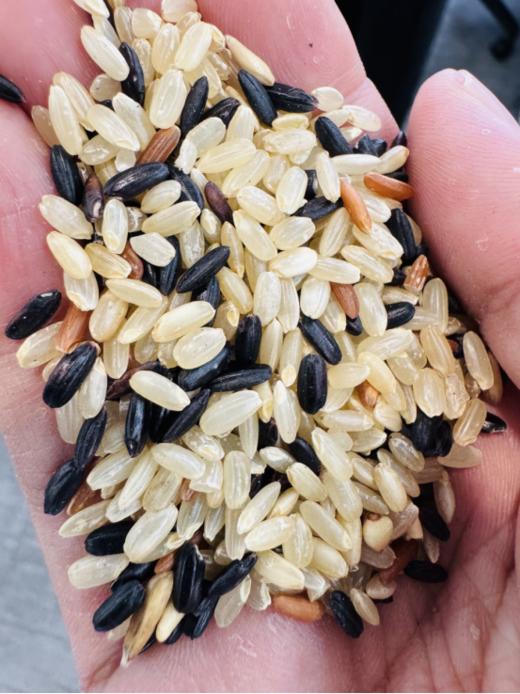 🎁一碗七色糙米，🌈吃透天然营养，不用饿就能瘦‼️ ❌原价59.9元/5斤，开团价39.9元🉐5斤 【元鲜拾光高端七色糙米】 🔺东北当季新米，农科院配比，米香味浓郁 商品图1