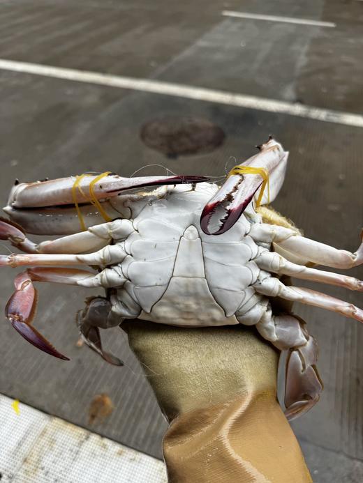 舟山野生梭子蟹 （167城市可寄递，江浙沪皖包邮，其他地区空运补差价） 商品图4