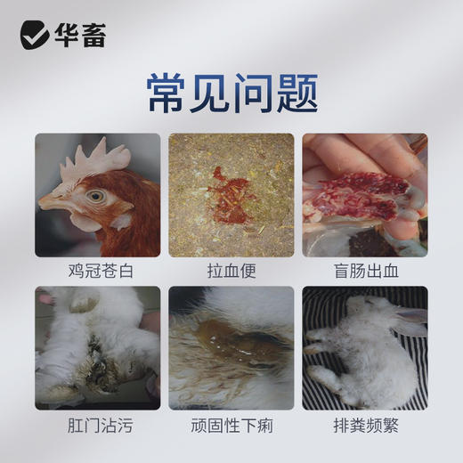 【积分兑换】华畜30%磺胺氯吡嗪钠可溶性粉 磺胺类抗球虫药 用于治疗鸡牛羊兔子球虫病 商品图2