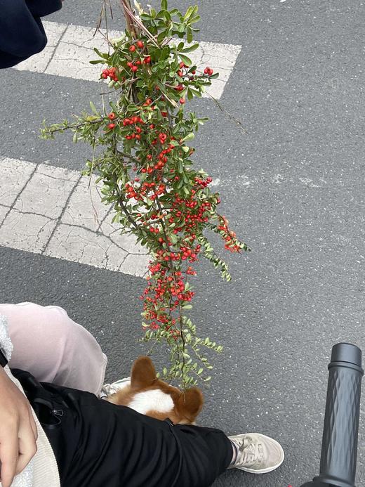 【AB级火把果】一扎约2-3支/份 长约60-65cm（颜色自选） 商品图11