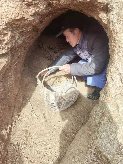 金标：九蒸九晒老姜片 商品图5