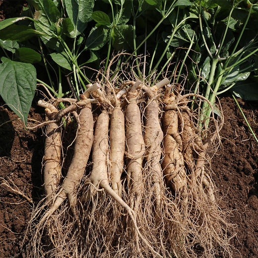 优选|长白山鲜人参  秋冬滋补不怕火 参味鲜灵 炖鸡煲汤/泡水喝 150g 商品图4