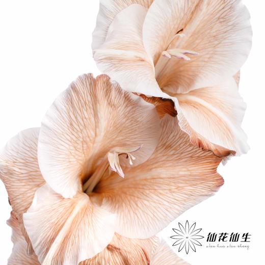 染色剑兰 | 摩卡棕(上色不一,介意慎拍) 商品图1