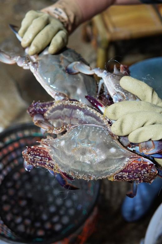 舟山野生梭子蟹 （167城市可寄递，江浙沪皖包邮，其他地区空运补差价） 商品图5