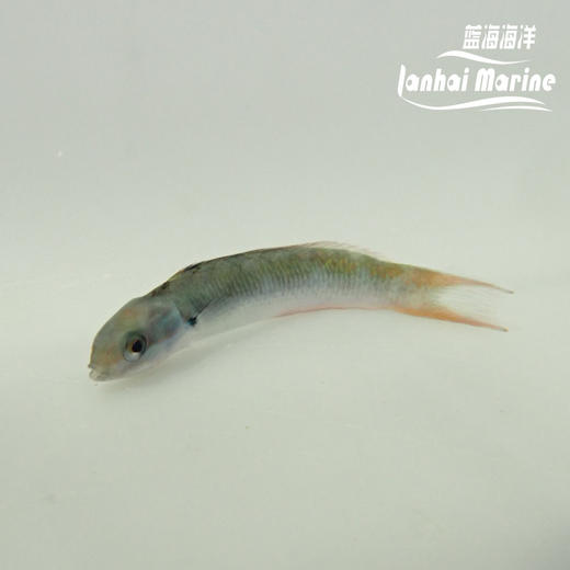 彩虹龙 商品图2