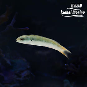彩虹龙