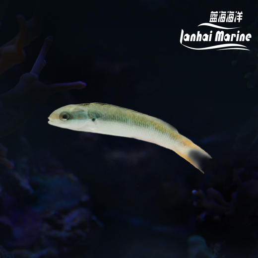 彩虹龙 商品图0