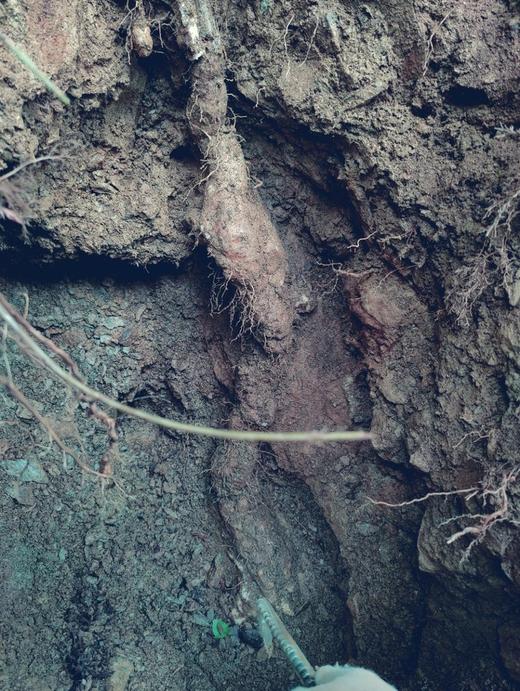 金标：野生山药片 商品图6