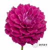 配花 | 大丽花瓦特利安王子变异紫 商品缩略图4